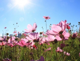 格桑花/八瓣梅的养殖方法，格桑花怎么种，格桑花能在花盆里养吗