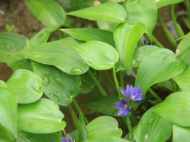 什么是鸭舌草：雨久花科水生植物，常见于水稻种植区和长江流域以南地区