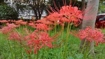 彼岸花存在吗：彼岸花中文学名石蒜，是一味中药，有利水消肿，祛痰催吐之功效