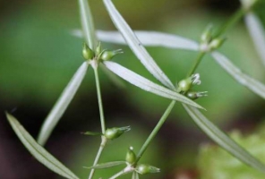 白花蛇舌草的功效：具有抗菌消炎的功效，还可以抗肿瘤