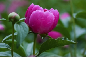 芍药可以种在家里吗：家里是可以芍药的，芍药花大色艳、观赏性佳，非常适合最为美化园林植物