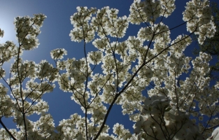 四照花栽培：四照花春秋两季均可栽植，春季在芽萌动前进行，秋季可在落叶后栽植