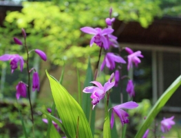 白芨是什么：白芨，又名连及草兰科白芨属多年生草本，茎块可入药