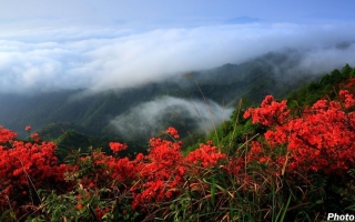 映山红百科