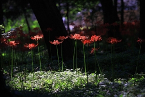 彼岸花的花语和传说