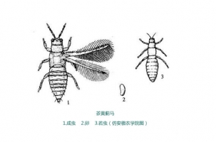 5种常见植物害虫防治方法