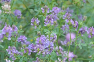 紫花苜蓿的资料