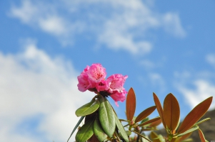 如何让杜鹃花四季开花，四个步骤帮你完美实现