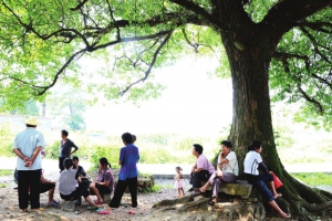 植物科普|大树底下好乘凉是什么原理