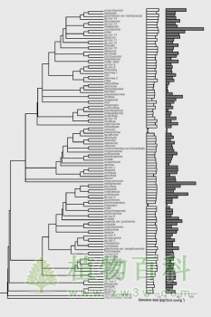 华南植物园对喀斯特植物基因组大小的进化模式研究获进展