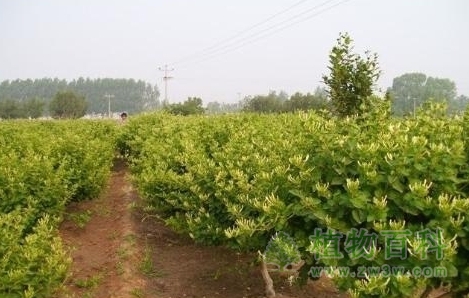 金银花种植管理