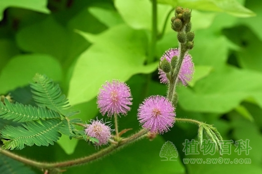 花与花蕾