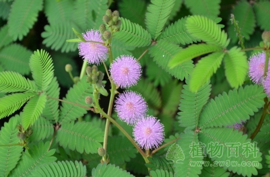 含羞草开花了