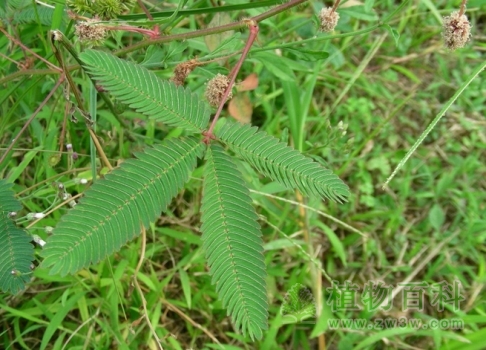 含羞草的茎与叶子