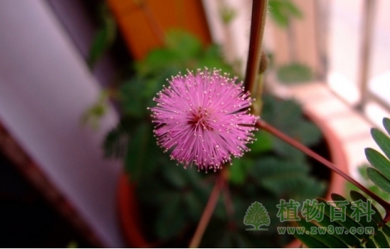 含羞草花像一朵绽放烟花有木有？