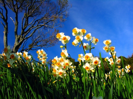 水仙花与树