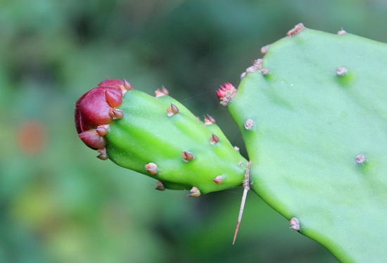 仙人掌花