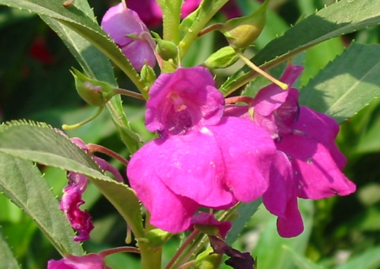 迷人的风仙花（一年生草花）