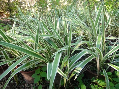 花叶品种 山菅兰