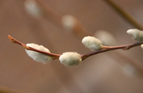 洁白如玉银芽柳