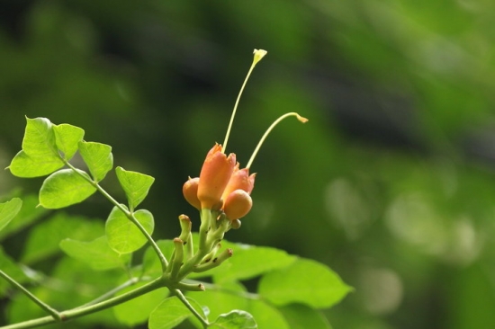 硬骨凌霄花