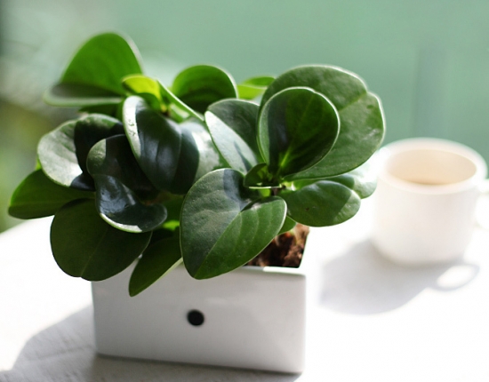 植物 装饰居室