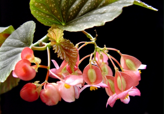 竹节海棠