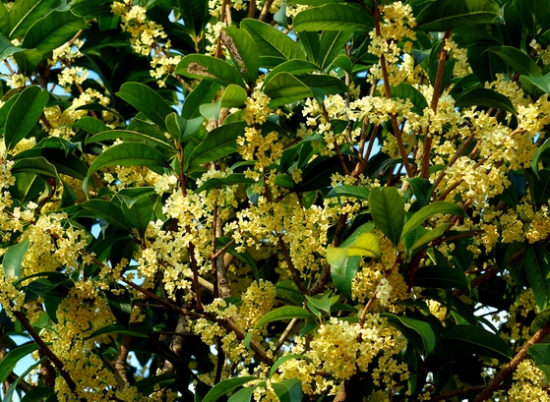 桂花树