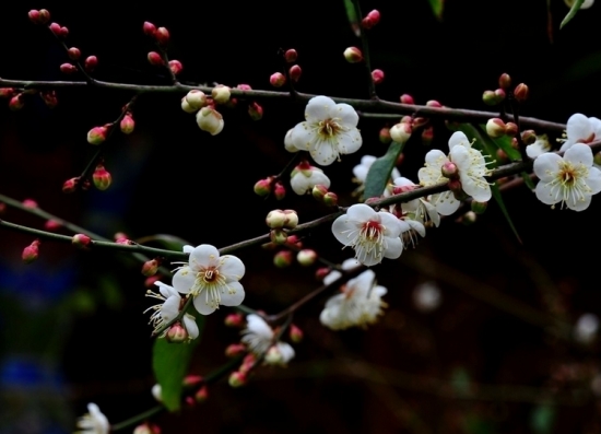 梅花