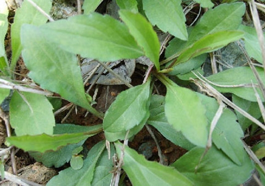 野菜马兰头