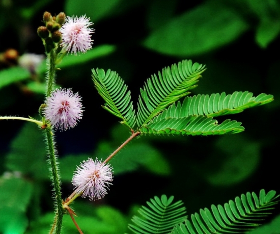 含羞草植株