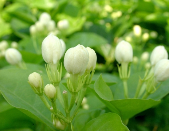 待开的茉莉花欣赏图片