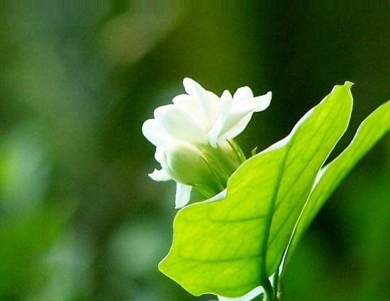 清新的茉莉花图片