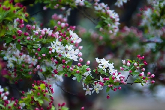 繁花似锦(海棠)图片