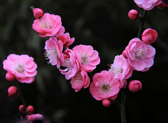 淡雅的梅花图片