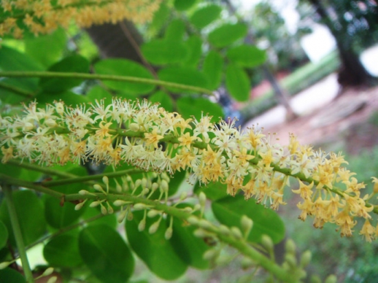 海红豆开的花