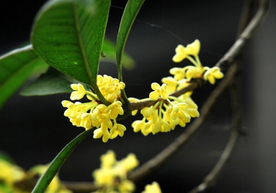 美丽的桂花