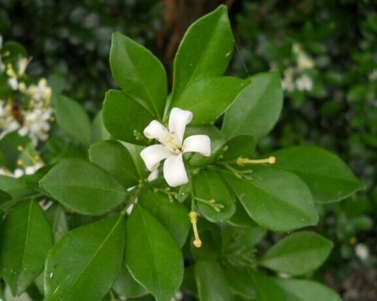 漂亮的十里香花