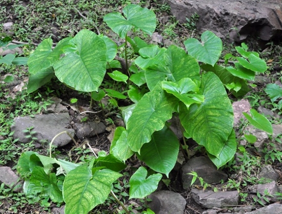 独角莲植株