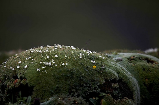 雪灵芝