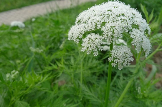 漂亮的蛇床子花