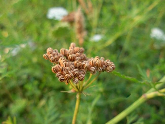 蛇床子植株