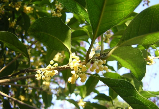 芳香的桂花