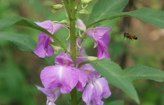 蜜蜂舞弄指甲花