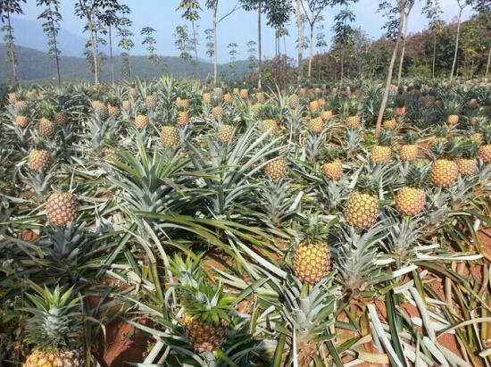 菠萝植株