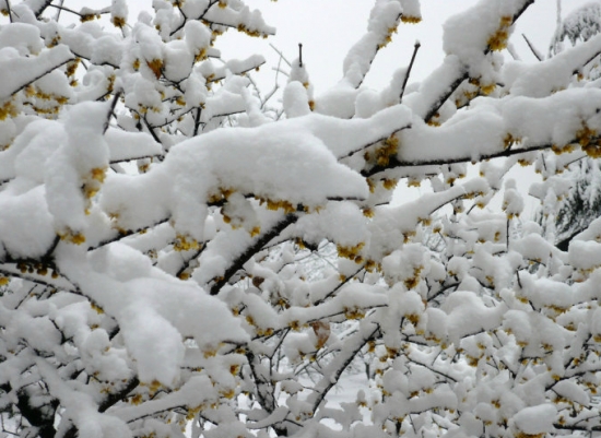 干枝梅迎雪开花