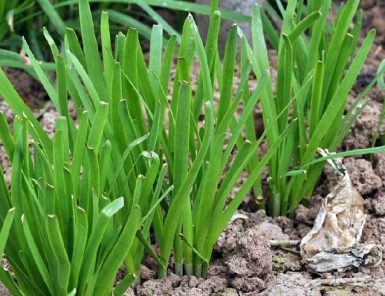 韭菜植株