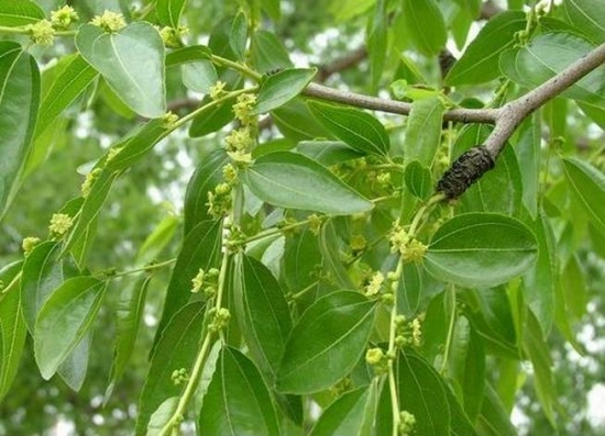 枣树花