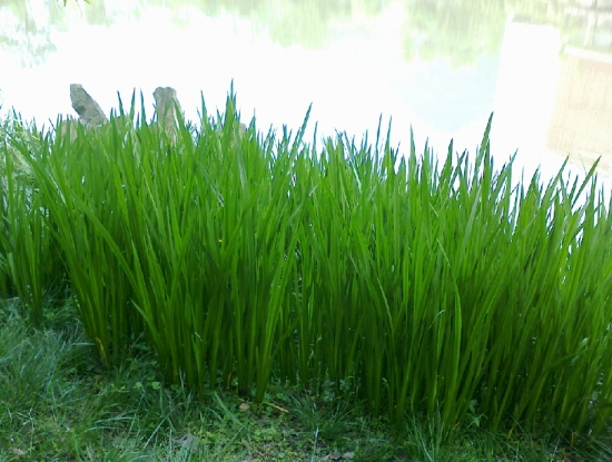 池塘边的菖蒲