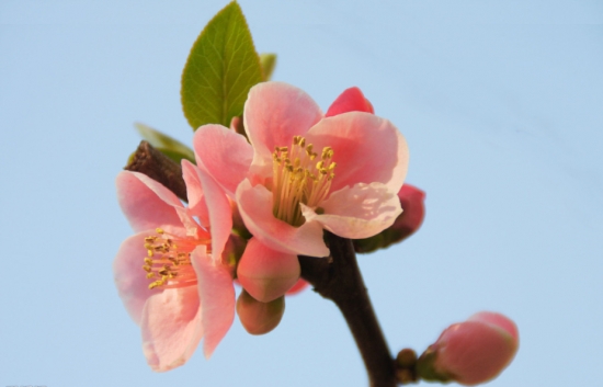 冬天的花大全，冬季看什么花